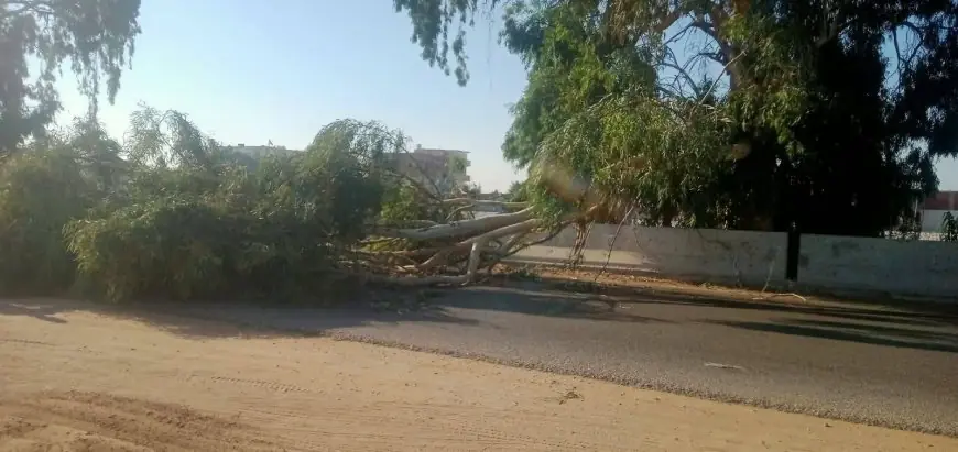 شجرة هائلة تتسبب في شلل مروري بطريق الإسماعيلية الزقازيق