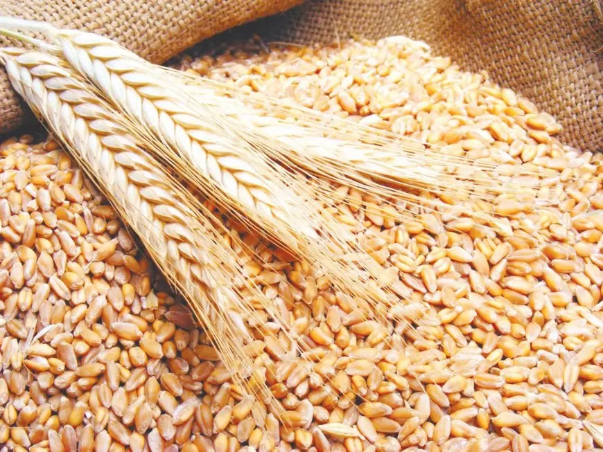 مصر تحقق رقمًا قياسيًا في تخزين القمح وتتصدر قائمة أكبر المستهلكين في العالم
