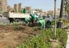 تشجير القاهرة: تقليل الحرارة وتعزيز الصحة لمواجهة التغير المناخي