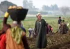 الفلاح المصري يصون الأمن الغذائي لمصر ونطالب بإنشاء صندوق تكافل زراعي