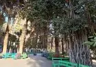 مجدي علام يكشف عن أنواع الأشجار الفريدة في مصر التي لا مثيل لها عالميًا