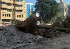 نقيب الزراعيين يؤكد عدم ارتباط قطع الأشجار بتصدير الفحم