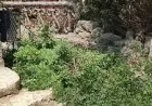 الزراعة تضمن سلامة أشجار حديقة الأسماك بالزمالك وتلتزم بحماية التراث النباتي