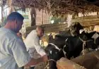 النجاح في تحصين 6.8 مليون رأس ماشية ضد الحمى القلاعية والوادي المتصدع