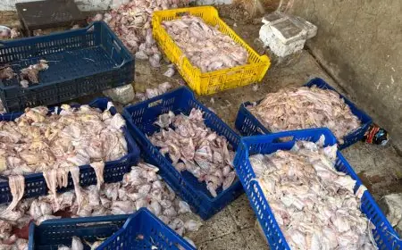 حماية المستهلك تضبط مصنعاً غير شرعي بالجيزة وتصادر 2 طن دواجن فاسدة
