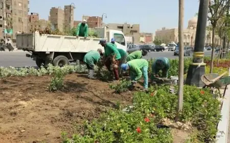 تشجير القاهرة: تقليل الحرارة وتعزيز الصحة لمواجهة التغير المناخي