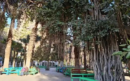 مجدي علام يكشف عن أنواع الأشجار الفريدة في مصر التي لا مثيل لها عالميًا
