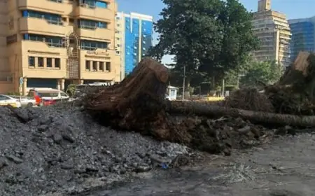 نقيب الزراعيين يؤكد عدم ارتباط قطع الأشجار بتصدير الفحم