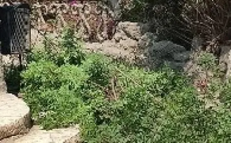 الزراعة تضمن سلامة أشجار حديقة الأسماك بالزمالك وتلتزم بحماية التراث النباتي