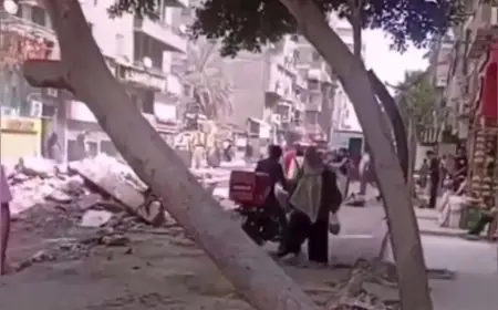 محافظة القاهرة توضح حقيقة سقوط شجرة في عين شمس دون تدخل بشري