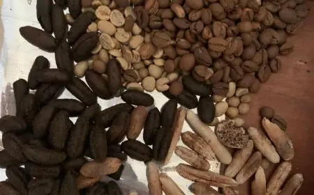 ضبط 600 كيلو بن مغشوش بنواة البلح ومنتهي الصلاحية في الغربية