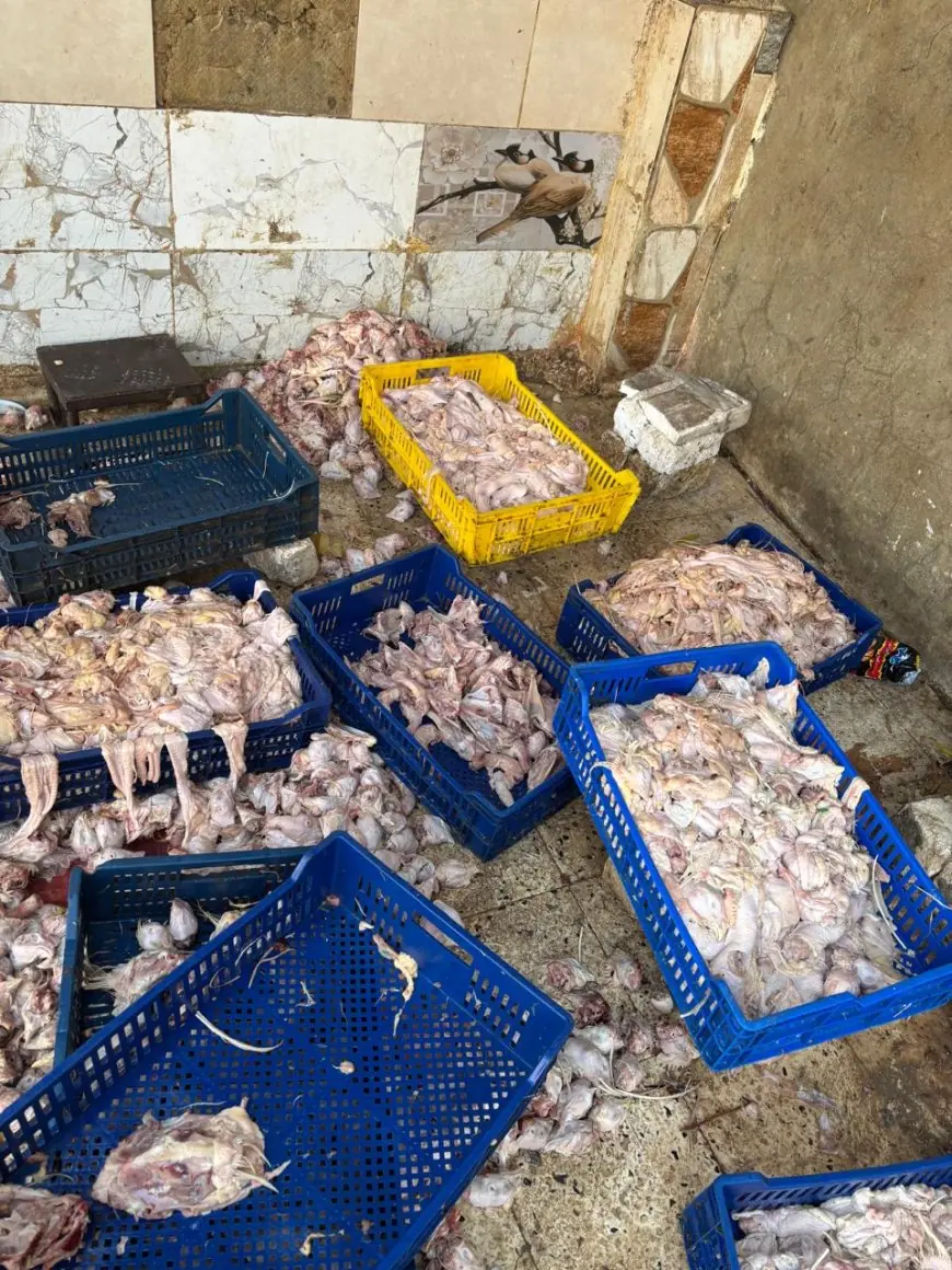 حماية المستهلك تضبط مصنعاً غير شرعي بالجيزة وتصادر 2 طن دواجن فاسدة
