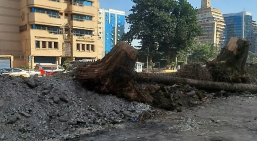نقيب الزراعيين يؤكد عدم ارتباط قطع الأشجار بتصدير الفحم