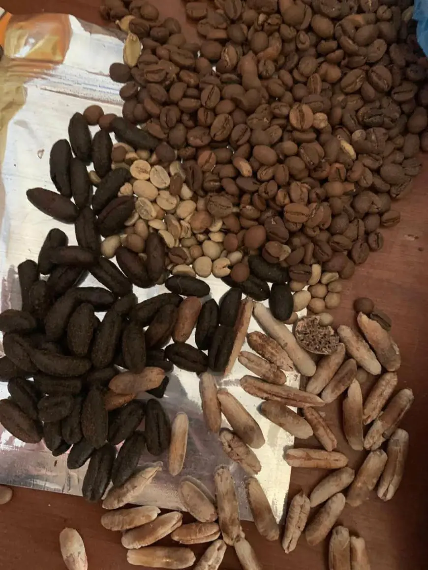 ضبط 600 كيلو بن مغشوش بنواة البلح ومنتهي الصلاحية في الغربية