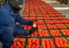 الحكومة تؤكد عدم إصابة 70% من محصول الطماطم بحشرة توتا أبسلوتا