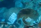 اكتشاف حطام سفينة أقدم في العالم بعمر 4700 عام قرب سواحل تركيا