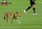 اقتحام كلب ملعب مباراة الدوري بين المصري والبنك الأهلي