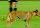 كلب يدخل أرض الملعب في الدوري المصري ويتسبب في موجة من الضحك بين المشجعين