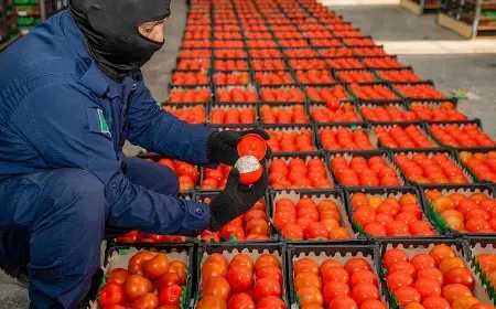 الحكومة تؤكد عدم إصابة 70% من محصول الطماطم بحشرة توتا أبسلوتا