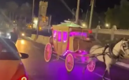 هروب مثير لفرس خلال حفل زفاف في الإسكندرية يلفت الأنظار
