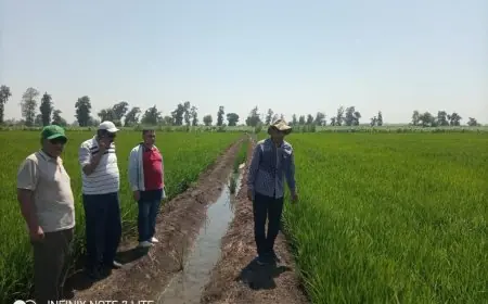 وزارة الزراعة تعلن الطوارئ للموسم الشتوي وتطلق خطة شاملة لتوفير التقاوي الضرورية
