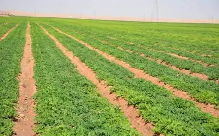 تعرف على 25 خدمة مميزة في المركز التكنولوجي الجديد بالوادي الجديد لتسهيل معاملات المواطنين