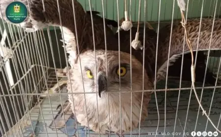 اكتشاف عقاب الثعابين النادر بالوادي الجديد في موسم الهجرة الخريفية