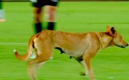 كلب يدخل أرض الملعب في الدوري المصري ويتسبب في موجة من الضحك بين المشجعين