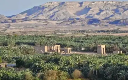 تنمية صناعة التمور وخلق فرص عمل بالوادي الجديد من خلال مشروعات تطويرية
