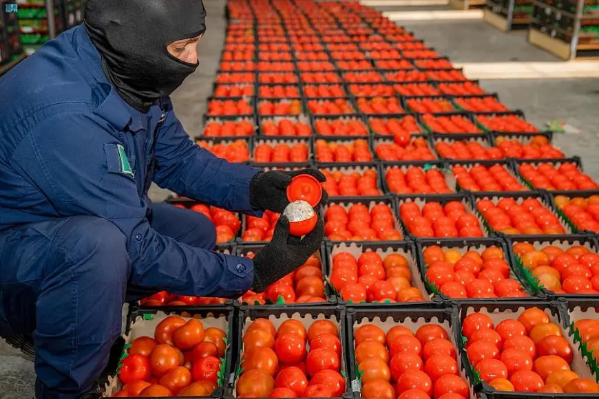 الحكومة تؤكد عدم إصابة 70% من محصول الطماطم بحشرة توتا أبسلوتا