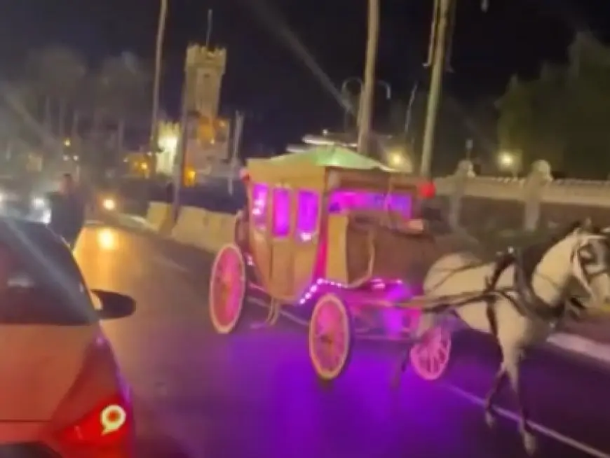 هروب مثير لفرس خلال حفل زفاف في الإسكندرية يلفت الأنظار