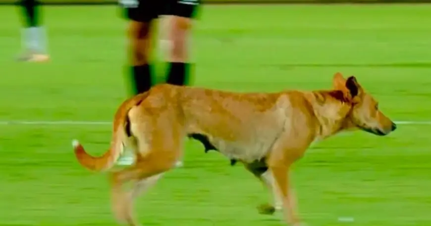 كلب يدخل أرض الملعب في الدوري المصري ويتسبب في موجة من الضحك بين المشجعين